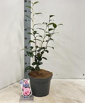 Camellia j. 'William Bartlett' Pot 5 Liter 60 - 70 cm