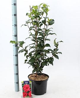 Camellia ret. 'Mary Williams' Pot 5 Liter 60 - 70 cm