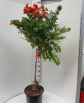 Campsis t. Fire Trumpet Pot 15 liter Stam 80 cm
