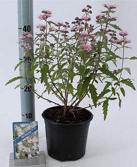 Caryopteris cland. Pink Perfection Pot 2 Liter30 - 40 cm