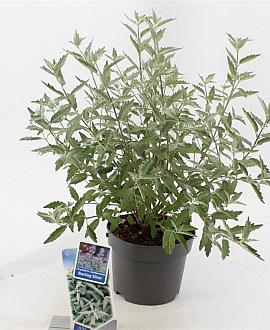 Caryopteris cland. Sterling Silver Pot 2 Liter30 - 40 cm