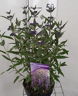 Caryopteris cland. Steinthe Pot 2 Liter30 - 40 cm