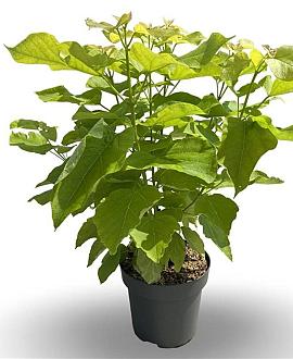 Catalpa bignonioides 'Aurea' Pot 5 Liter 50 - 60 cm