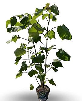 Catalpa erubescens 'Purpurea' Pot 4 Liter 60 - 80 cm