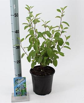 Ceanothus del. 'Henri Défossé' Pot 2 liter 25-30cm