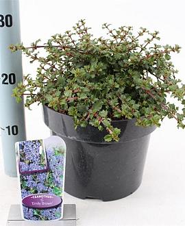 Ceanothus 'Emily Brown' Pot 5 Liter 30 - 40 cm