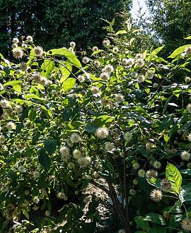 Cephalanthus occidentalis Pot 3 Liter 40 - 50 cm