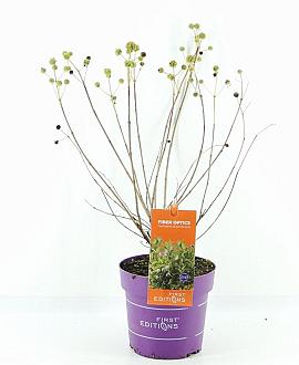 Cephalanthus o. Fiber Optics Pot 3 Liter 40 - 50 cm