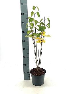 Cercidiphyllum japonicum Pot 3 Liter 40 - 50 cm
