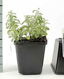 Nepeta faassenii Pot 9 cm