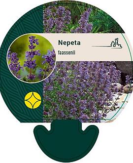 Nepeta faassenii Pot 9 cm