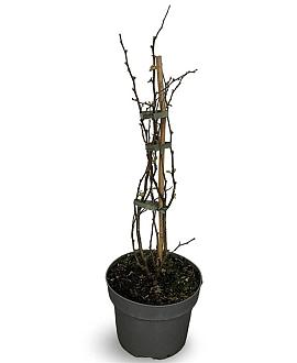 Chaenomeles spec. 'Pink Storm' Pot 4 Liter 40 - 60 cm