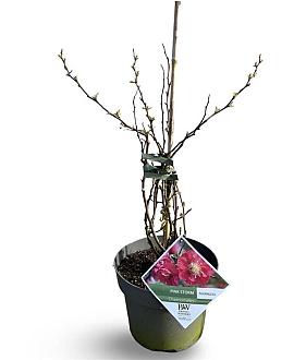Chaenomeles spec. 'Scarlet Storm' Pot 4 Liter 40 - 60 cm