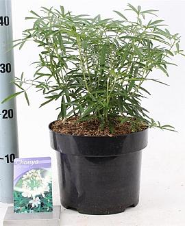 Choisya 'Aztec Pearl' Pot 5 Liter 30 - 40 cm