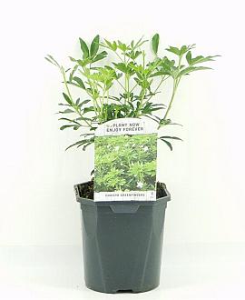 Choisya Green Fingers Pot 2 Liter 20 - 30 cm
