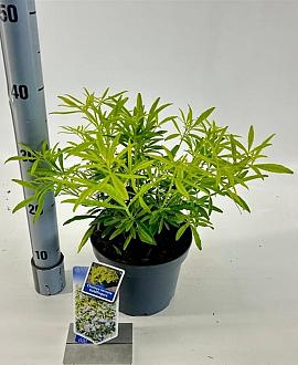 Choisya Goldfingers Pot 3 liter 25-30cm