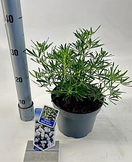 Choisya ternata White Dazzler Pot 3 liter 25-30cm