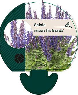 Salvia nem. Blue Bouquetta Pot 9 cm