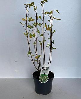 Clethra alnifolia Pot 3 Liter 40 - 50 cm