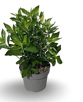 Clethra alnif. 'Hummingbird' Pot 4 Liter 40 - 50 cm