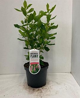 Clethra alnif. 'Ruby Spice' Pot 3 Liter 40 - 50 cm