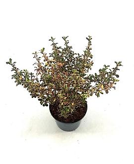 Coprosma 'Rainbow Surprise' Pot 2 Liter 20 - 30 cm