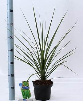 Cordyline aus. 'Atlantic Green' Pot 3 Liter 30 - 40 cm