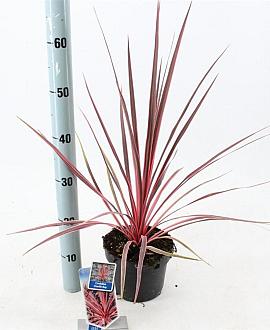 Cordyline aus. Charlie Boy Pot 3 Liter 30 - 40 cm