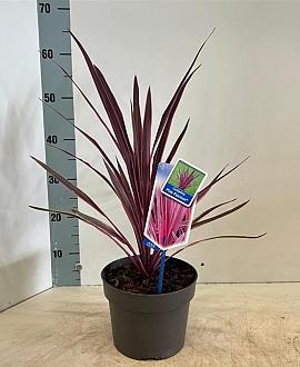 Cordyline aus. Pink Passion Pot 3 Liter 30 - 40 cm