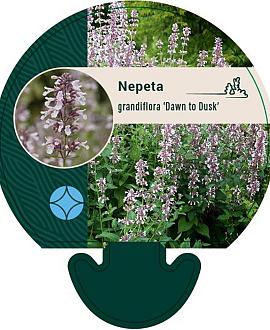 Nepeta grandiflora 'Dawn to Dusk' Pot 9 cm