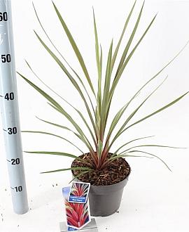 Cordyline aus. 'Red Heart' Pot 3 Liter 30 - 40 cm