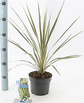 Cordyline aus. 'Torbay Dazzler' Pot 3 Liter 30 - 40 cm