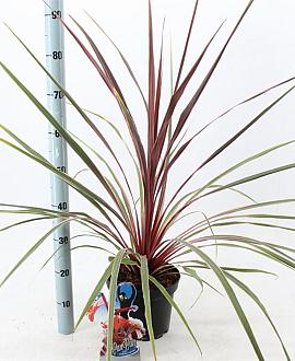 Cordyline 'Can Can' Pot 3 Liter 30 - 40 cm