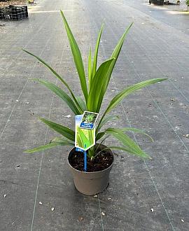 Cordyline Emerald star / Superstar Pot 3 Liter 30 - 40 cm