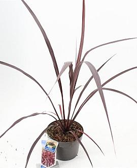 Cordyline Festival Burgundy Pot 3 Liter 30 - 40 cm