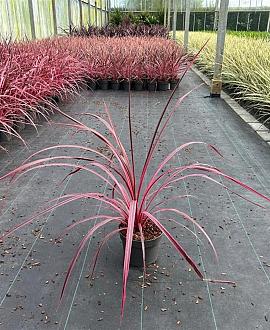 Cordyline Festival Raspberry Pot 3 Liter 30 - 40 cm