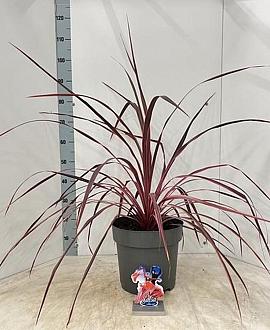 Cordyline 'Salsa' Pot 12 liter 70 - 80 cm