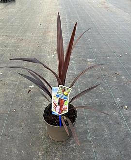 Cordyline Superstar Pot 3 Liter 30 - 40 cm