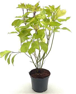 Cornus alba 'Aurea' Pot 3 Liter 40 - 50 cm