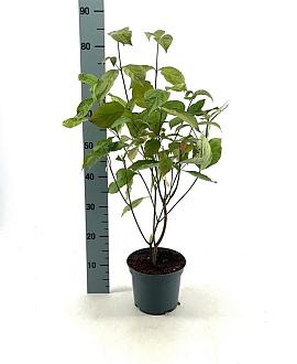 Cornus florida Pot 3 Liter 40 - 50 cm