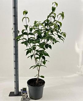 Cornus k. 'Milky Way' Pot 7,5 Liter 60 - 80 cm