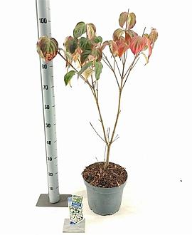 Cornus k. 'Schmetterling' Pot 7,5 Liter 60 - 80 cm