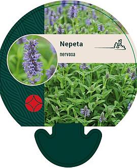 Nepeta nervosa Pot 9 cm