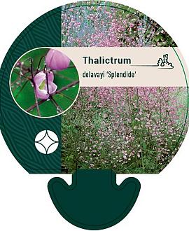Thalictrum del. 'Splendide' Pot 9 cm