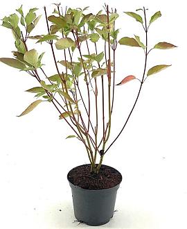 Cornus sericea 'Cardinal' Pot 3 Liter 50 - 60 cm