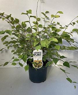 Corylopsis pauciflora Pot 3 Liter 30 - 40 cm