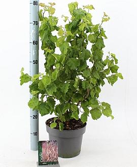 Corylus a. Medusa Pot 5 Liter 60 - 70 cm