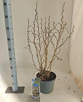 Corylus a. 'Twister' Pot 5 Liter 60 - 70 cm