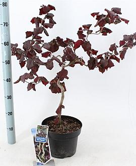 Corylus 'Red Majestic' Pot 5 Liter 60 - 70 cm