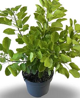 Cotinus cog. Golden Lady Pot 4 Liter 40 - 60 cm